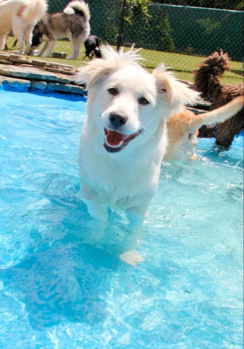 Purr ‘n Pooch 20 Photos & 17 Reviews Pet Sitting 86 W Gilbert St