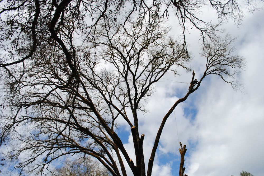 BT'S Tree Works