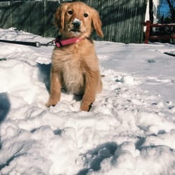 pet express 20 photos