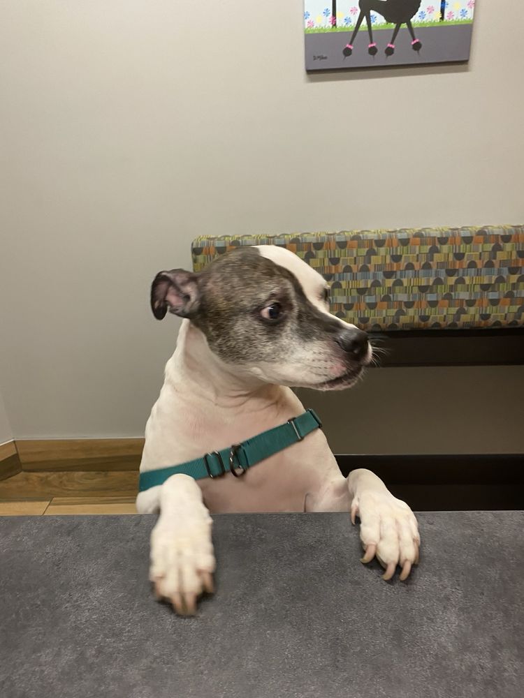 Cedar Valley Veterinary Center Image