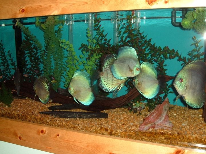 Fish Heads Aquatics Local Fish Stores 1758 SE 58th Ave, Ocala, FL