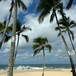 Ke Iki Beach 38 Photos 10 Reviews Beaches 59 579 Rd Photo Of Ke Iki Beach Haleiwa Hi United States Palm Trees And