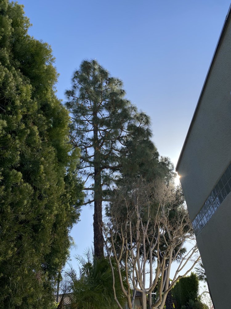 California Tree Design