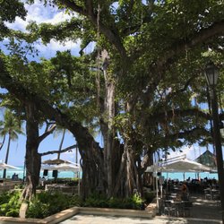 The Beach Bar 640 Photos 432 Reviews Bars 2365 Kalakaua Ave Photo Of The Beach Bar Honolulu Hi United States Banyan Tree In