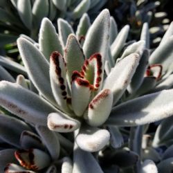 Village Nurseries 73 Photos 34 Reviews Gardening Photo Of Village Nurseries Orange Ca United States Fuzzy Plants I
