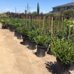 U Bonsai Nursery Nurseries Gardening 550 W 168th St Harbor Photo Of U Bonsai Nursery Gardena Ca United States