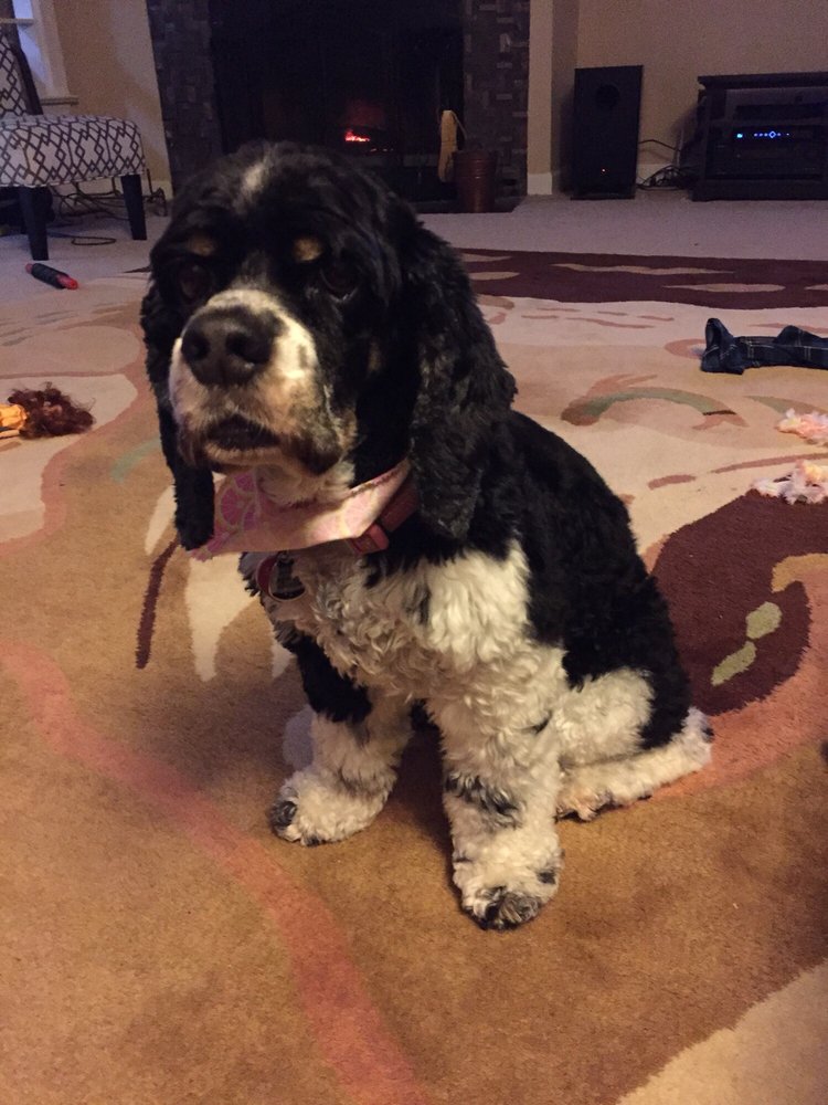 Yuppy Puppy Pet Groomers 7490 Creedmoor Rd, Raleigh, NC Phone Number Yelp