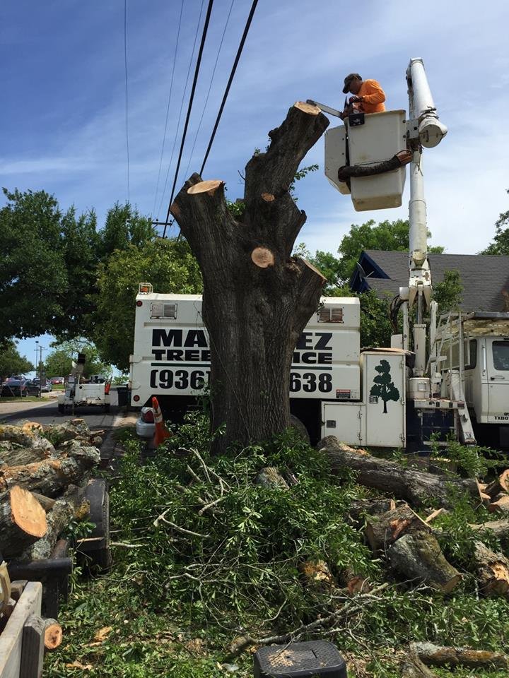 Martinez Tree Service