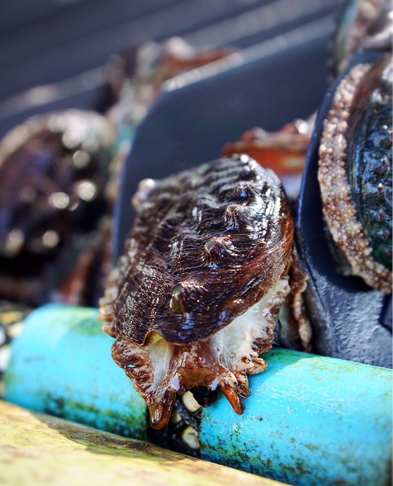 Big Island Abalone Corporation 42 Photos & 19 Reviews Seafood