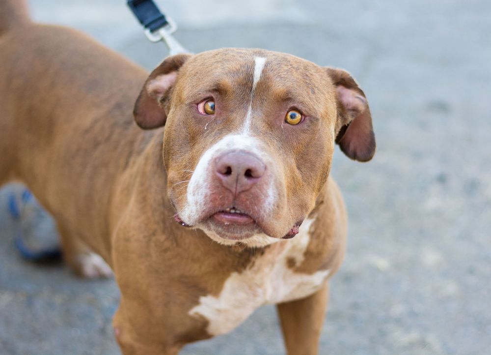 Fresno Humane Animal Service - Animal Shelters - 760 W Nielsen Ave