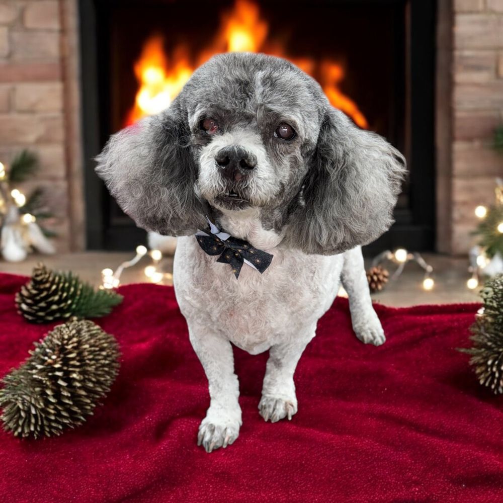 Pet Urgent Care