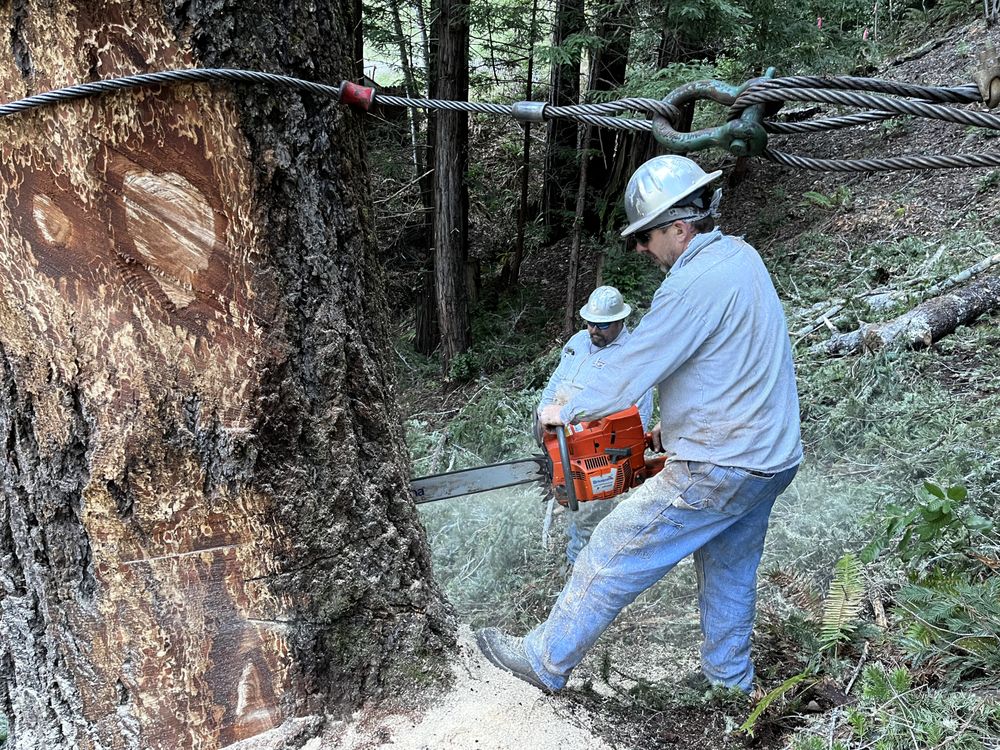 SkyView Tree Experts