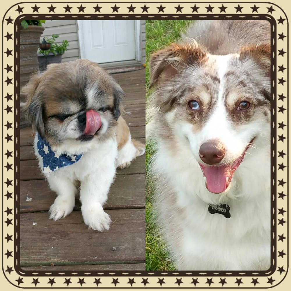 Francis Kennels 13 Reviews Pet Sitting 1984 Lower Bellbrook Rd