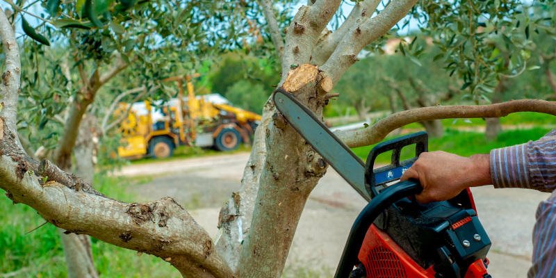 Tar heel Tree Service