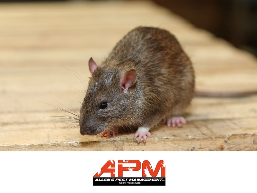 Allen's Pest Management
