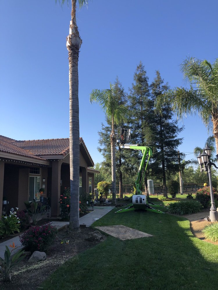 Joe Jr's Tree Service