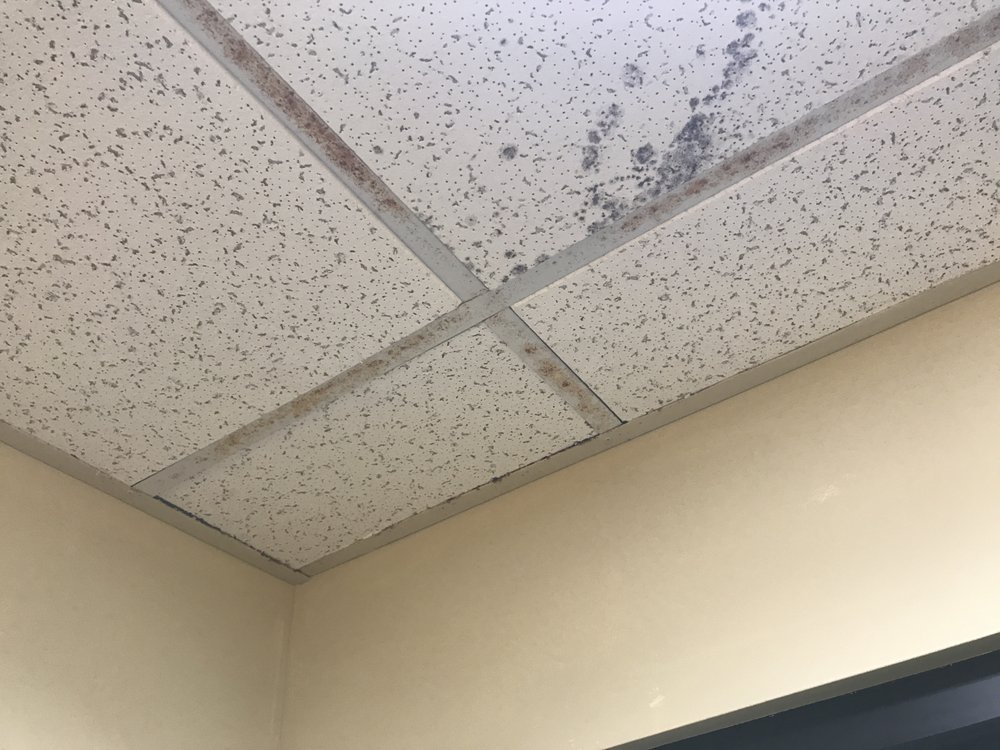 Mold On Ceiling Tiles Yelp Photo Of Comfort Suites Sanford Nc United States Mold On Ceiling Tiles