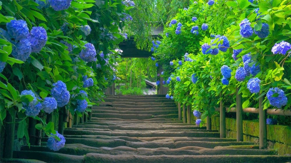My garden concepts