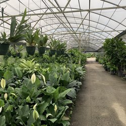 Nursery Elegua S Nurseries Gardening 12291 Sw 72nd St Miami Photo Of Nursery Elegua S Miami Fl United States Beautiful Indoor Plant Area