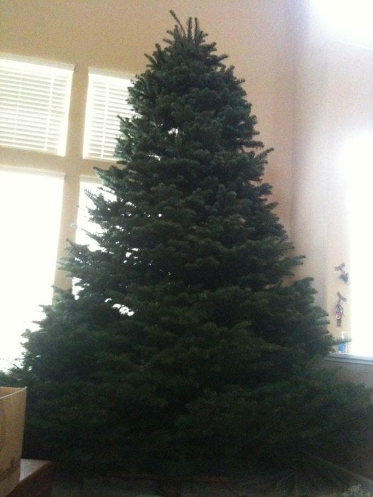 our huge tree yelp our huge tree yelp