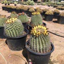 Phoenix Desert Nursery 12 Photos Nurseries Gardening 3525 E Photo Of Phoenix Desert Nursery Az United States Aug 2018