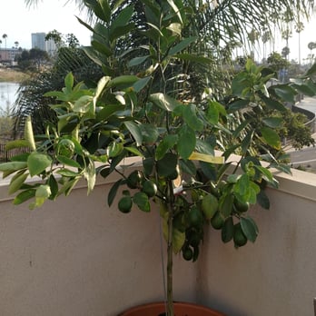 Hashimoto Nursery 117 Photos 91 Reviews Nurseries Gardening Photo Of Hashimoto Nursery Los Angeles Ca United States Meyers Lemon Tree