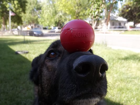 Never Too Late Dog Training