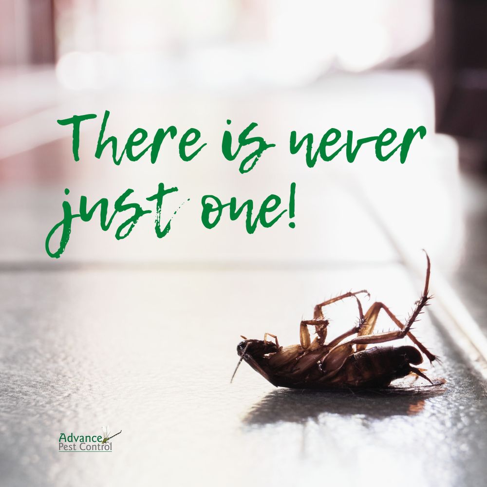 Advance Pest Control