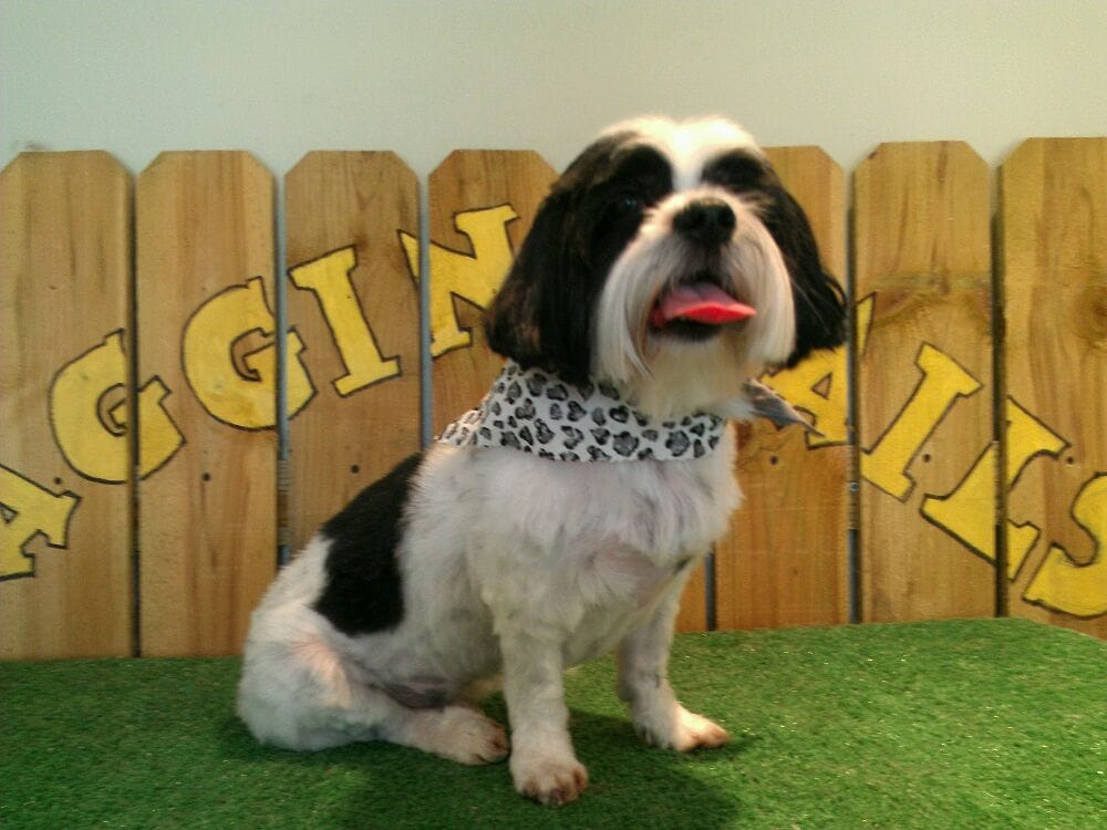 Waggin’ Tails Pet Groomers 36 S Main St, Fortville, IN Phone