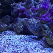 waikiki aquarium 1709 photos