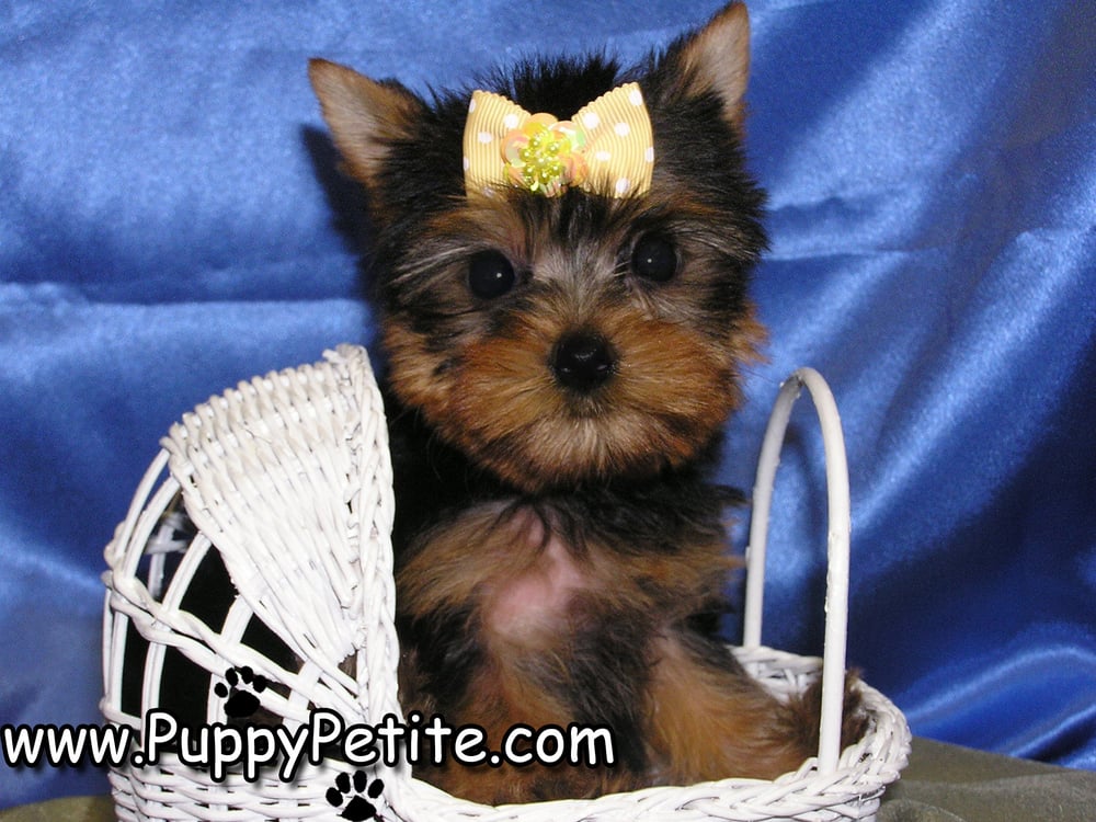 puppy boutique ny photos for puppy boutique yelp puppy boutique ny photos for puppy boutique yelp