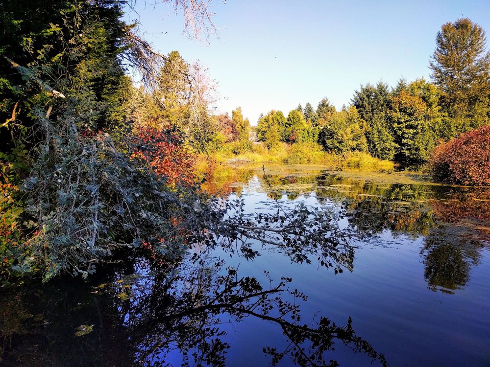 Meadowbrook Pond 22 Photos Parks 35TH Ave NE, Seattle, WA Phone