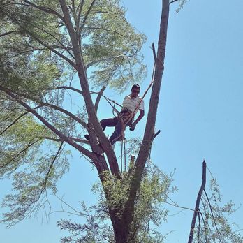 Expert Tree Service Services Ads Park Ten Houston Tx Photo Of Expert Tree Service Houston Tx United States Call For An