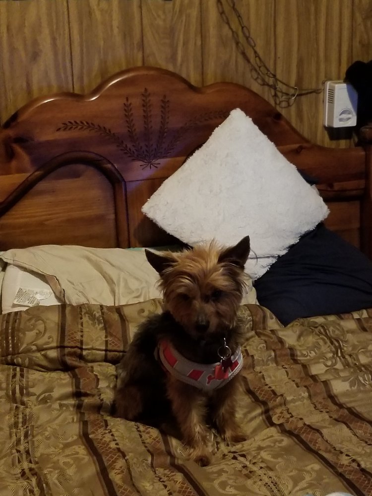 Scruffy to Fluffy Pet Grooming and Spa Pet Groomers 5910 East Grand