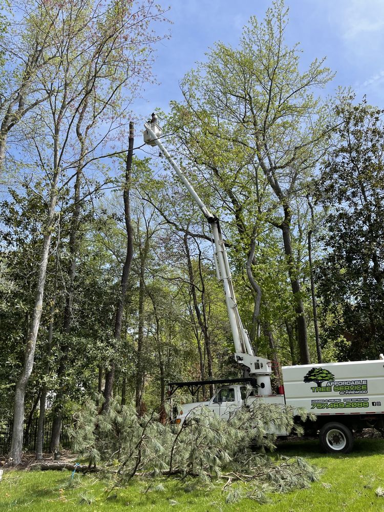 Affordable Tree Service & Firewood