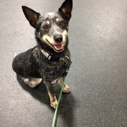 masters dog training masters dog training