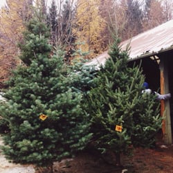 summers christmas tree farm christmas trees 4610 rocky summers christmas tree farm christmas trees 4610 rocky