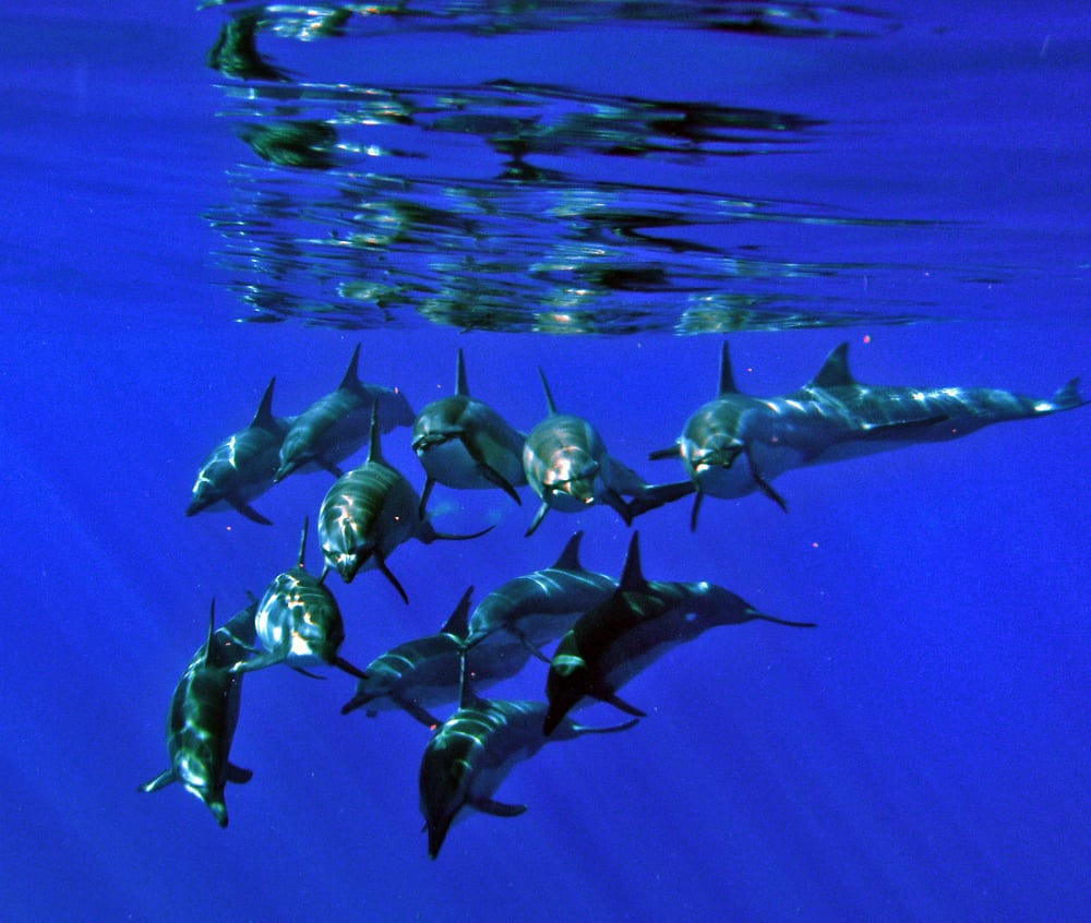 Dolphin Excursions 268 Photos & 339 Reviews Snorkeling 85491