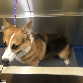 Dog Groomer Reviews Silverdale Wa Dog Groomer Reviews Silverdale Wa