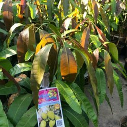 Organic Fruit Tree La 40 Photos Nurseries Gardening 663 S Photo Of Organic Fruit Tree La Los Angeles Ca United States