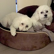 dog grooming greenville nc dog grooming greenville nc