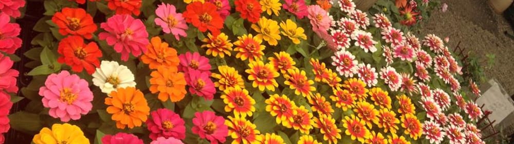 Cavacini Landscape & Garden Center