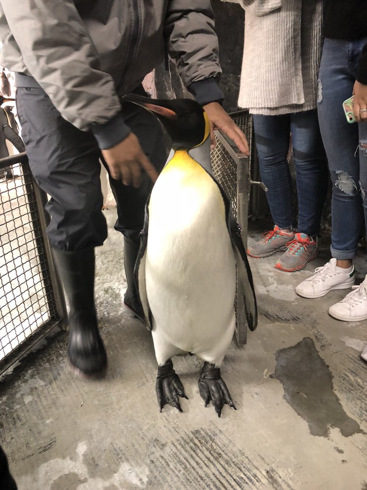 Penguin Up-Close Tour, Orlando | Roadtrippers