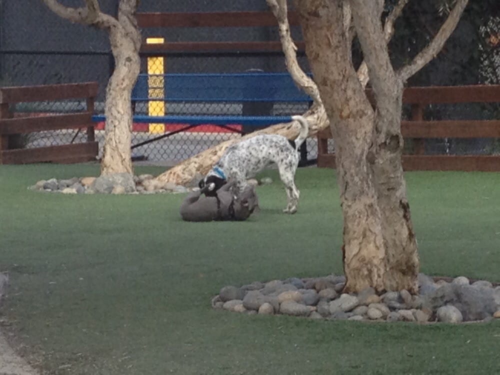 Mission Creek Dog Park 23 Photos & 70 Reviews Dog Parks 485 Berry