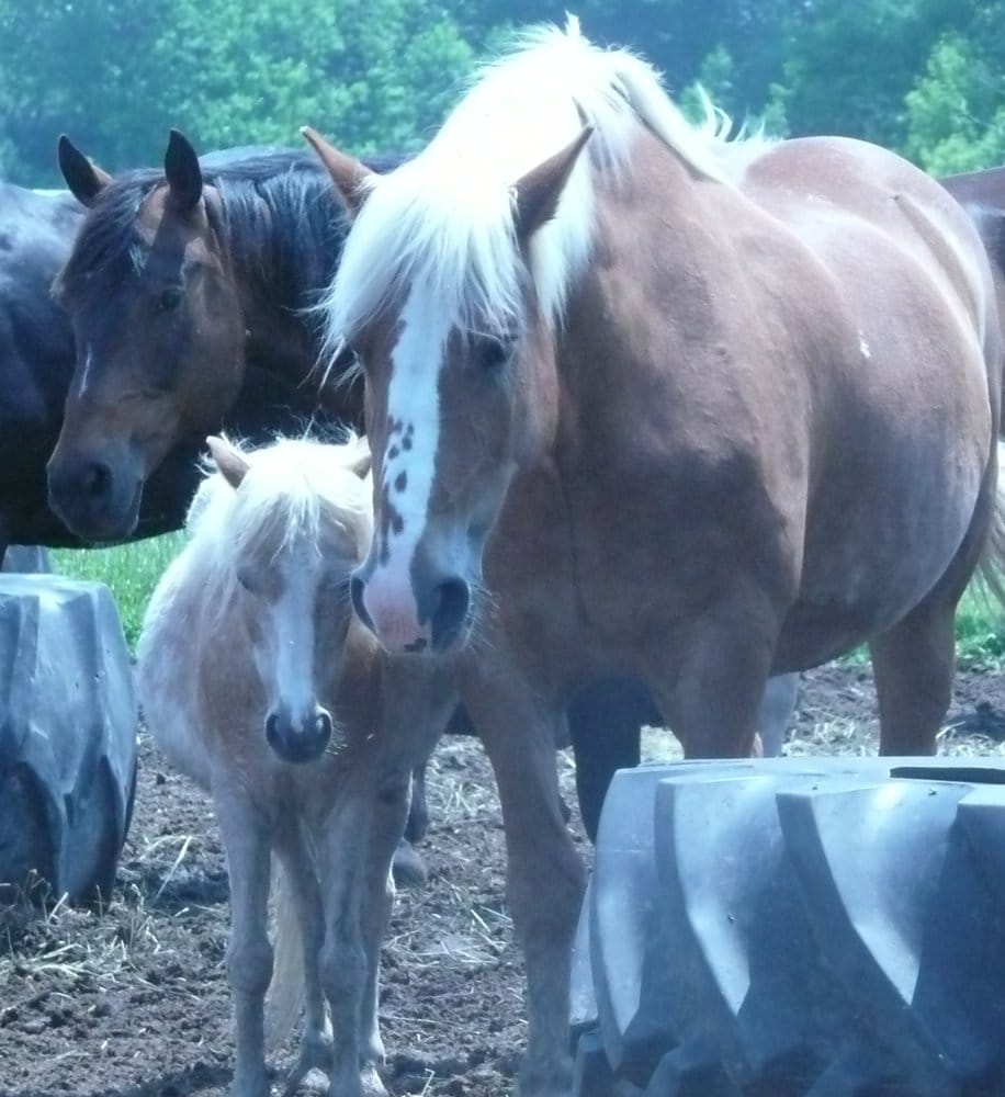 Knoblock Riding Stable Horseback Riding 1075 Hunter Rd Port