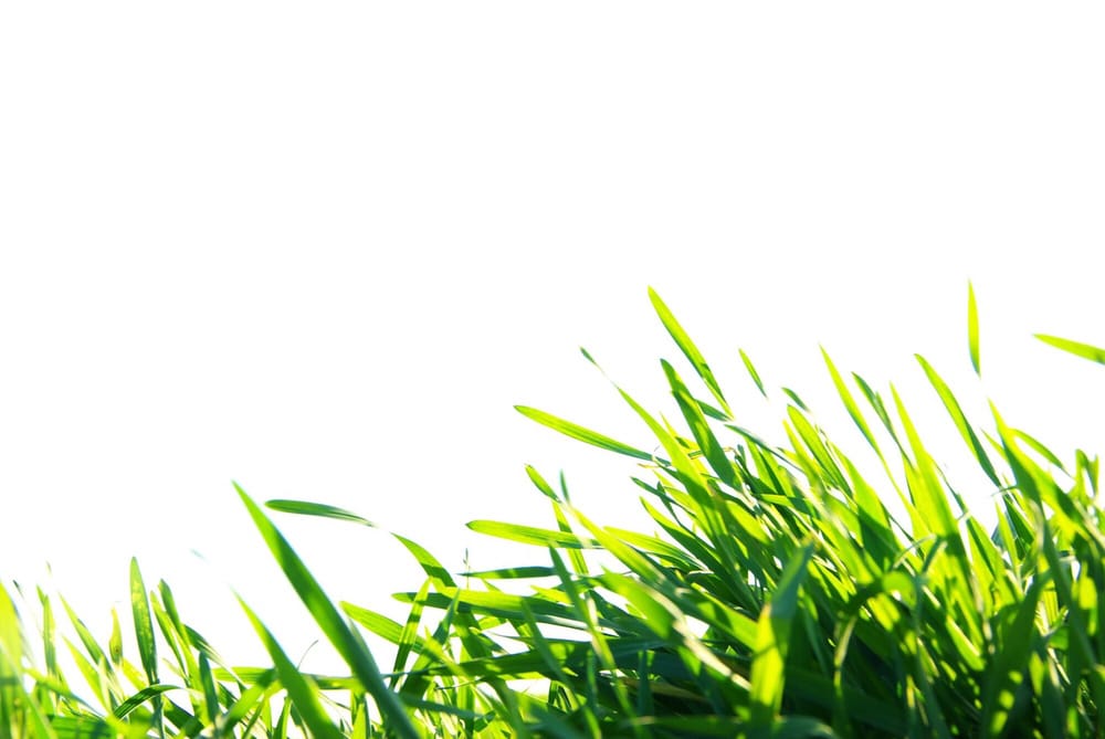 Coastal Cuts Lawn and Landscape Services