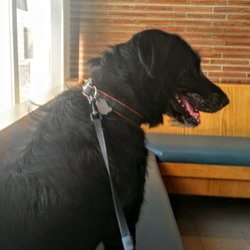 antioch dog and cat hospital antioch dog and cat hospital