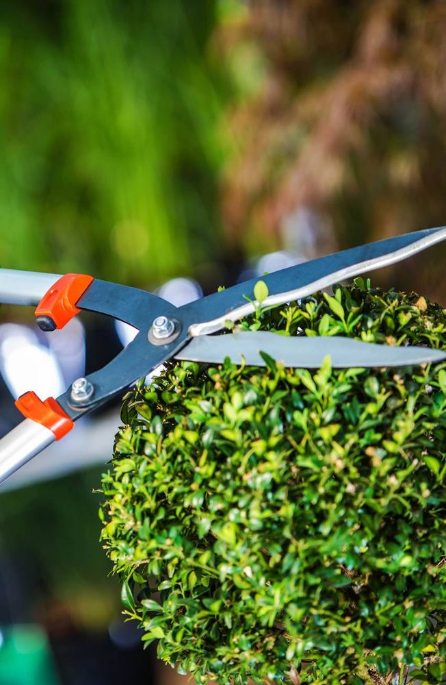 Eduardo Mora's Landscaping