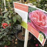 San Gabriel Nursery Florist 380 Photos 203 Reviews Nurseries Photo Of San Gabriel Nursery Florist Ca United States