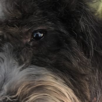 do dogs eyelashes dogdays groom and play 98 photos 78 reviews pet groomers 18557 yorba do dogs eyelashes dogdays groom and play 98 photos 78 reviews pet groomers 18557 yorba